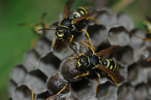 Polistes biglumis bimaculatus sul nido